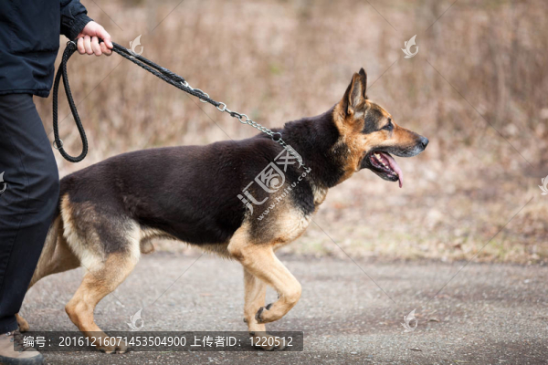 主人和他的服從（德國牧羊犬）狗