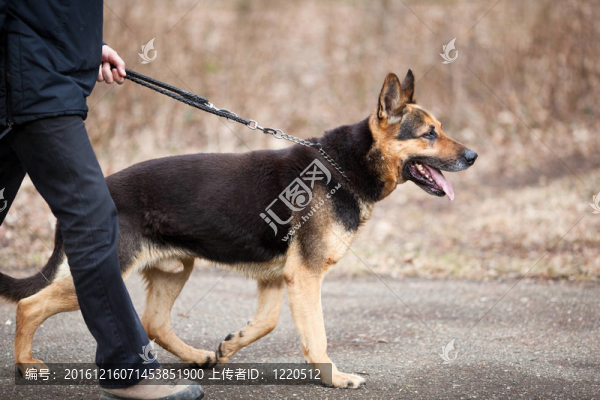主人和他的服從（德國牧羊犬）狗