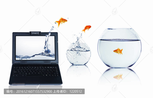 筆記本電腦上的金魚