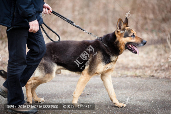主人和他的服從（德國(guó)牧羊犬）狗