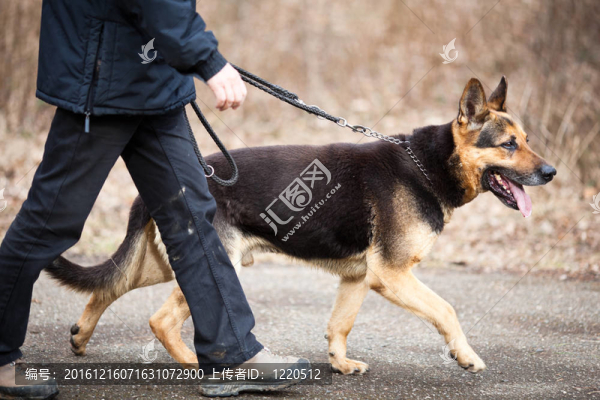 主人和他的服從（德國牧羊犬）狗