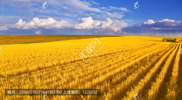 采后田