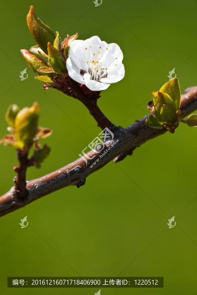 春天開花蘋果樹對可愛的綠色背景