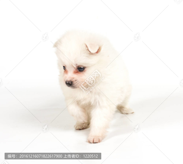博美犬孤立在白色背景