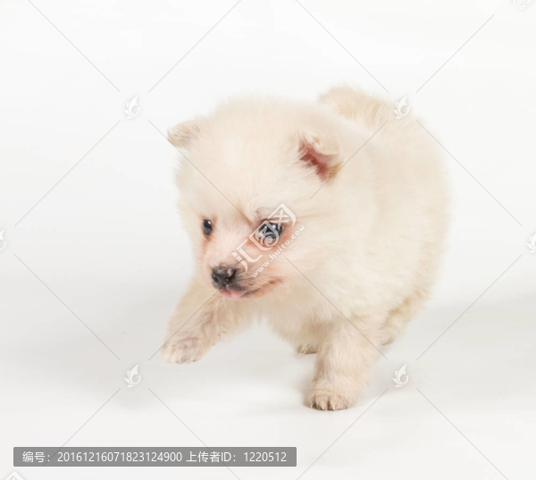 博美犬孤立在白色背景