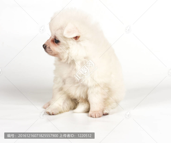 博美犬孤立在白色背景