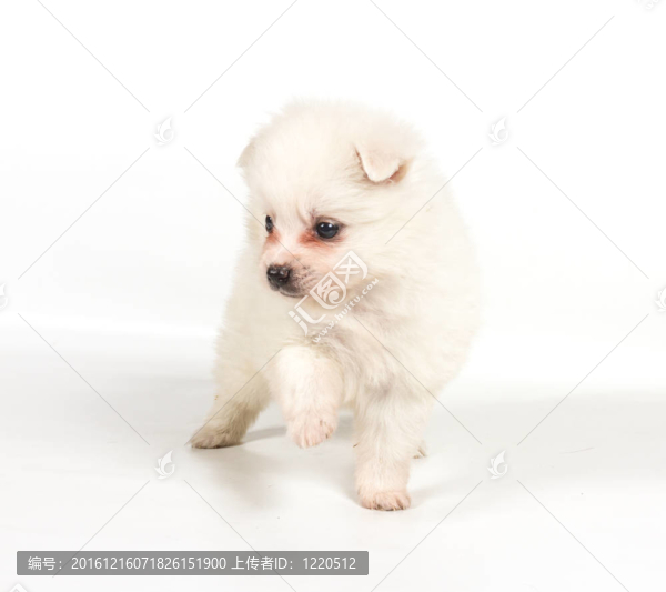 博美犬孤立在白色背景