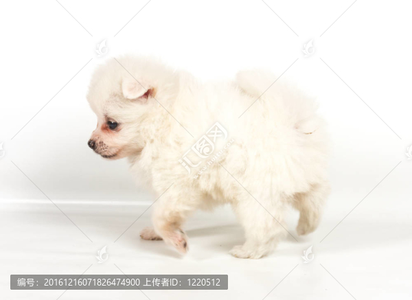 博美犬孤立在白色背景