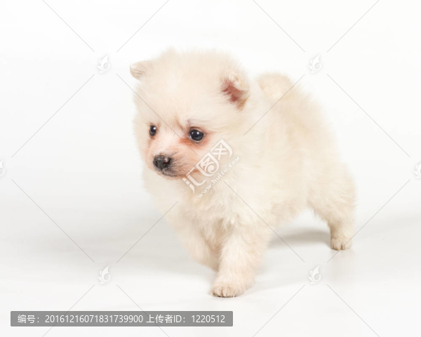 博美犬孤立在白色背景