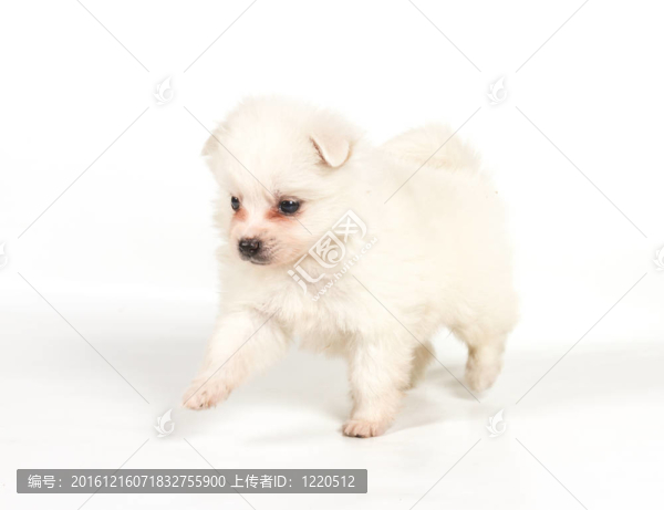 博美犬孤立在白色背景