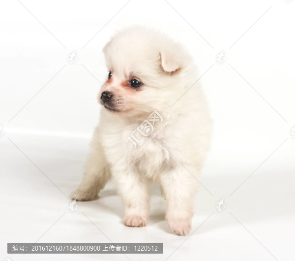 博美犬孤立在白色背景