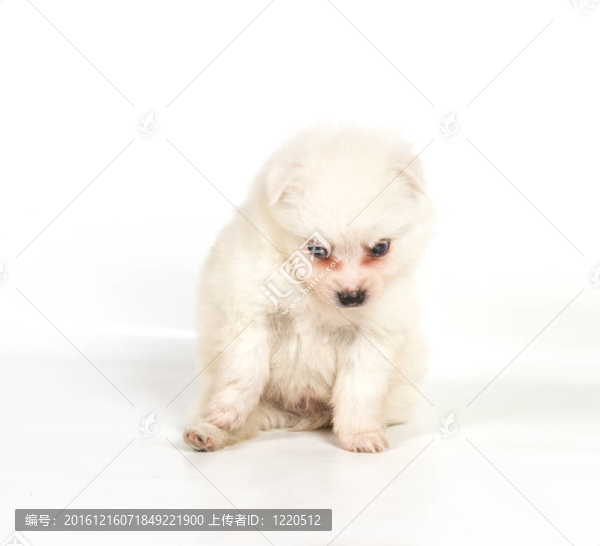 博美犬孤立在白色背景