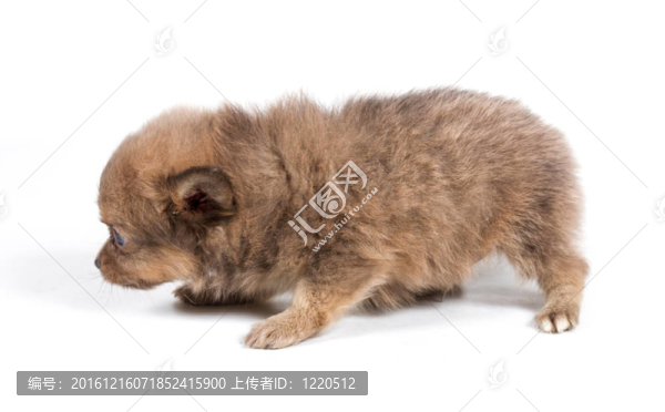 白色背景前的奇瓦瓦小狗