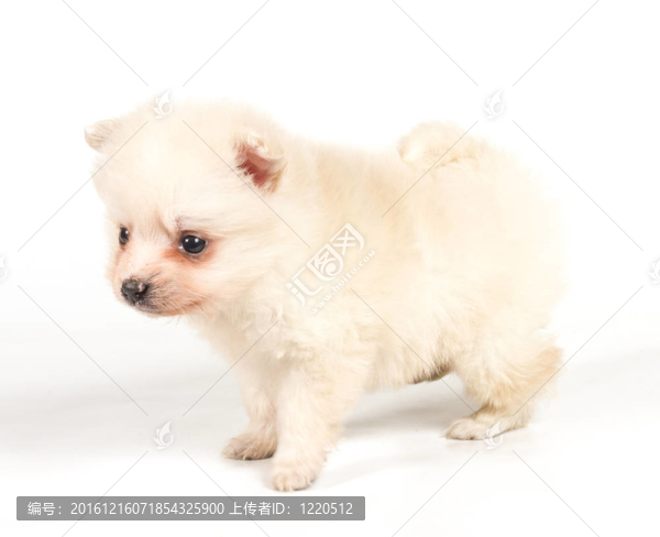 博美犬孤立在白色背景