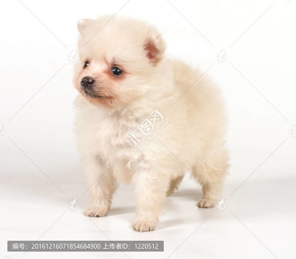 博美犬孤立在白色背景