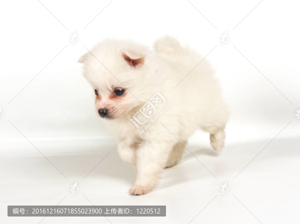 博美犬孤立在白色背景