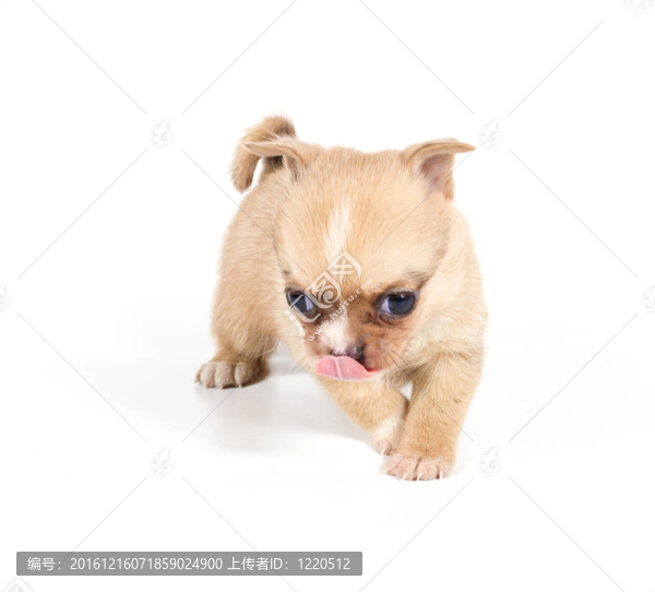 白色背景前的奇瓦瓦小狗