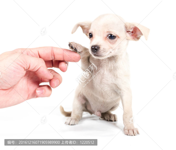 白色背景前的奇瓦瓦小狗