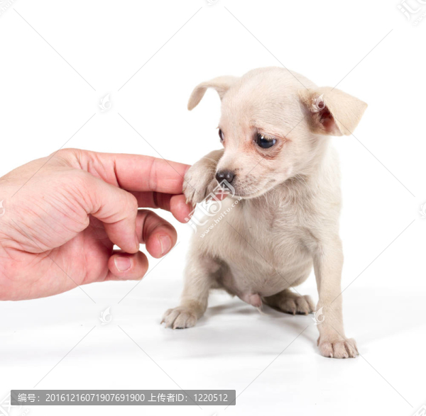 白色背景前的奇瓦瓦小狗