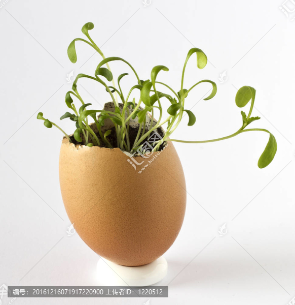 在一個(gè)雞蛋殼花園水芹