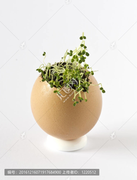 在一個雞蛋殼夏香薄荷