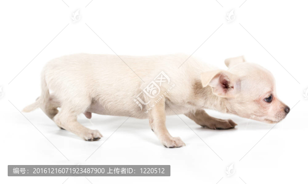 白色背景前的奇瓦瓦小狗