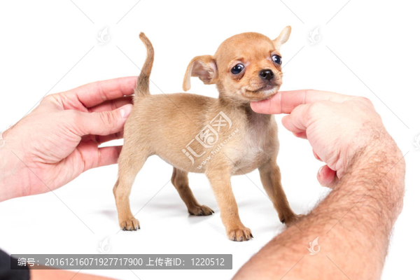 白色背景前的奇瓦瓦小狗