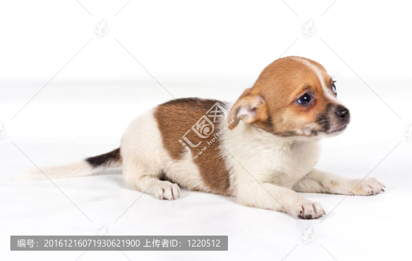 白色背景前的奇瓦瓦小狗
