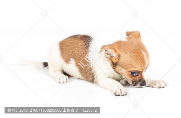 白色背景前的奇瓦瓦小狗