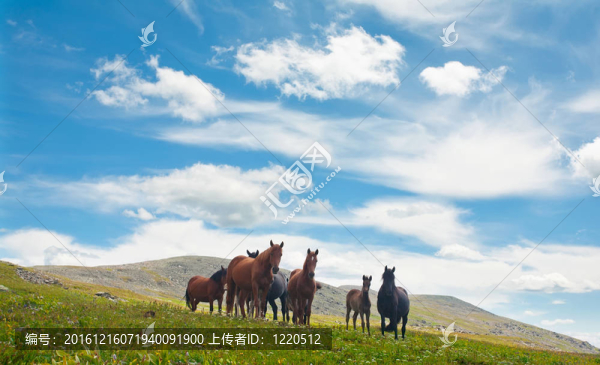 阿爾泰山。一片美麗的風(fēng)景，有馬和藍(lán)天。