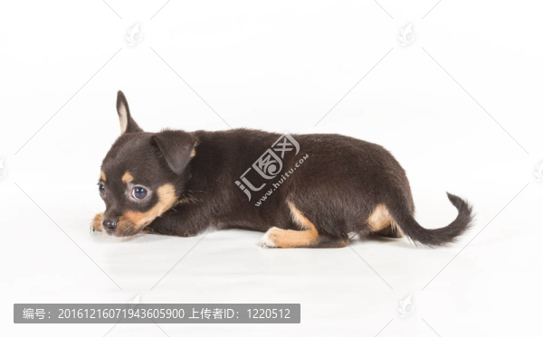 白色背景前的奇瓦瓦小狗