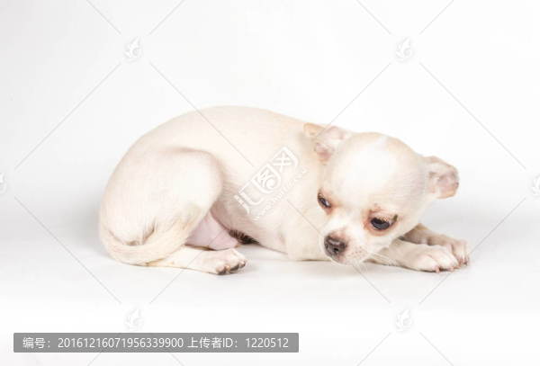 白色背景的奇瓦瓦小狗