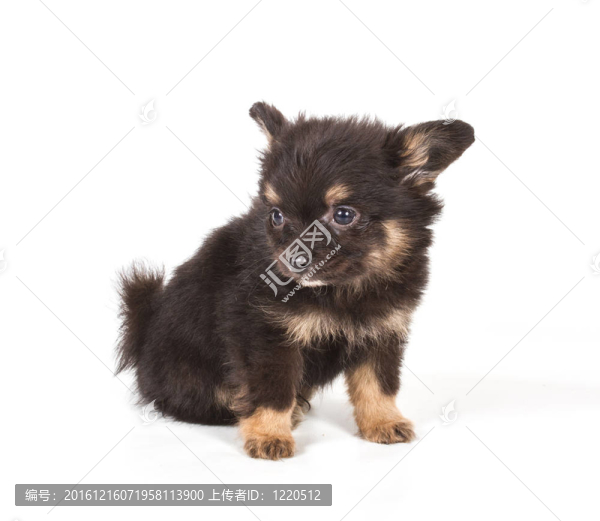 斯皮茨的小狗在白色的背景前。博美犬孤立在白色背景