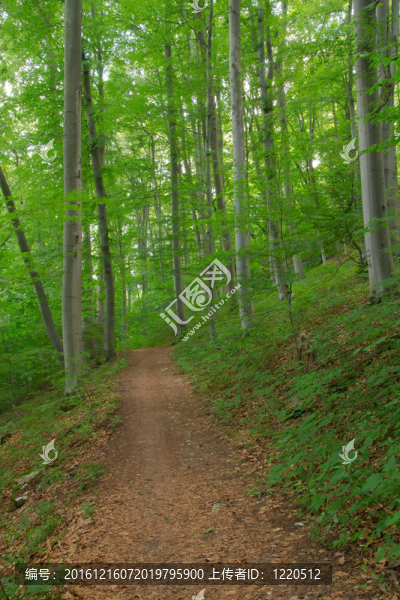 山毛櫸森林之路