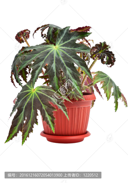 室內(nèi)植物秋海棠