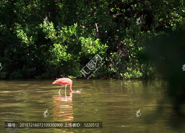 美洲紅鸛（Phoenicopterus,ruber）
