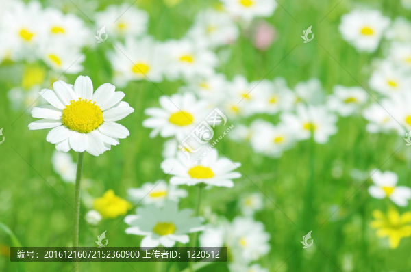 春天的花朵