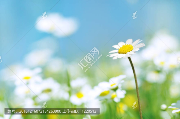 春天的花朵藍(lán)天