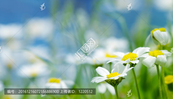 春天的花朵