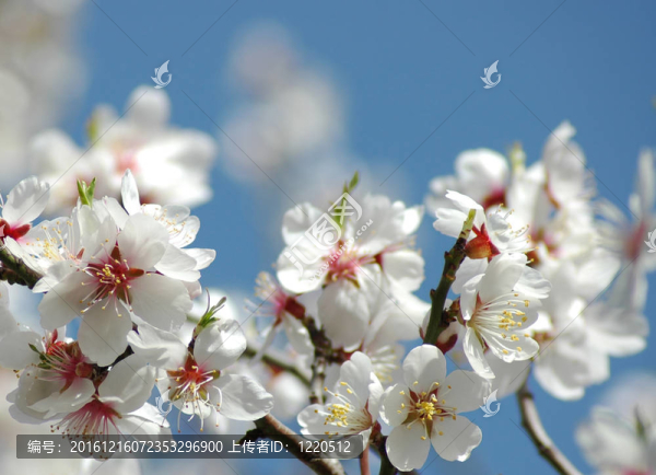 春天鮮花盛開