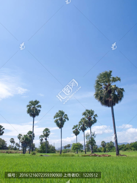 稻田