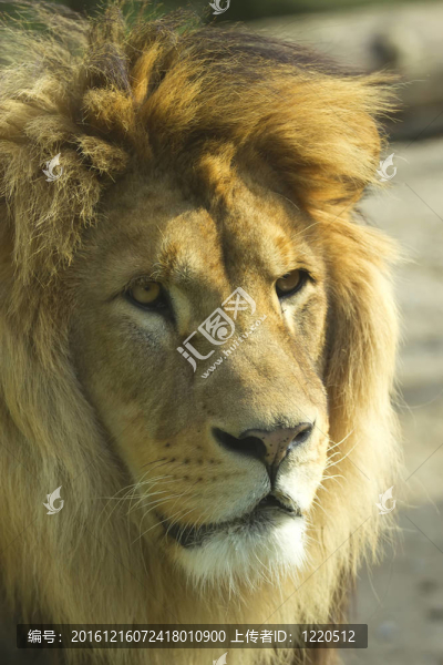 獅子肖像。