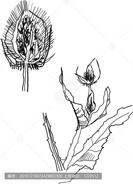 脊椎