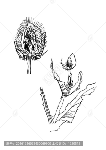 脊椎