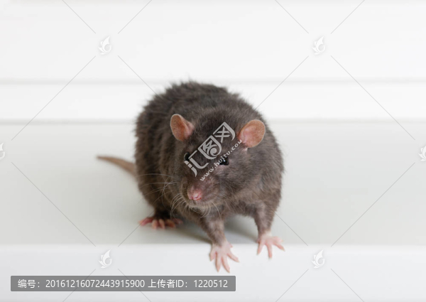 黑家鼠