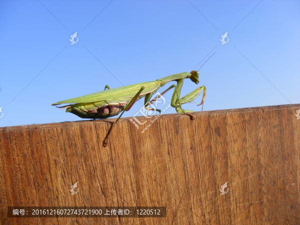 螳螂