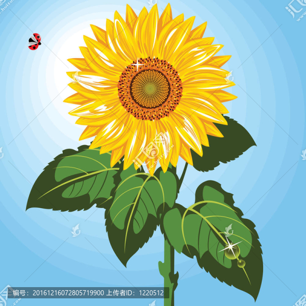 一朵向日葵