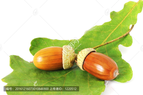 在葉兩橡子