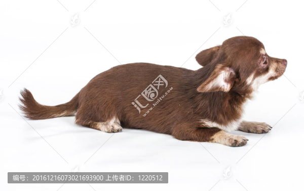 有趣的小狗奇瓦瓦在白色背景