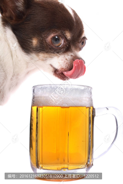 奇瓦瓦和水啤酒